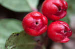 Eastern teaberry <BR>Wintergreen